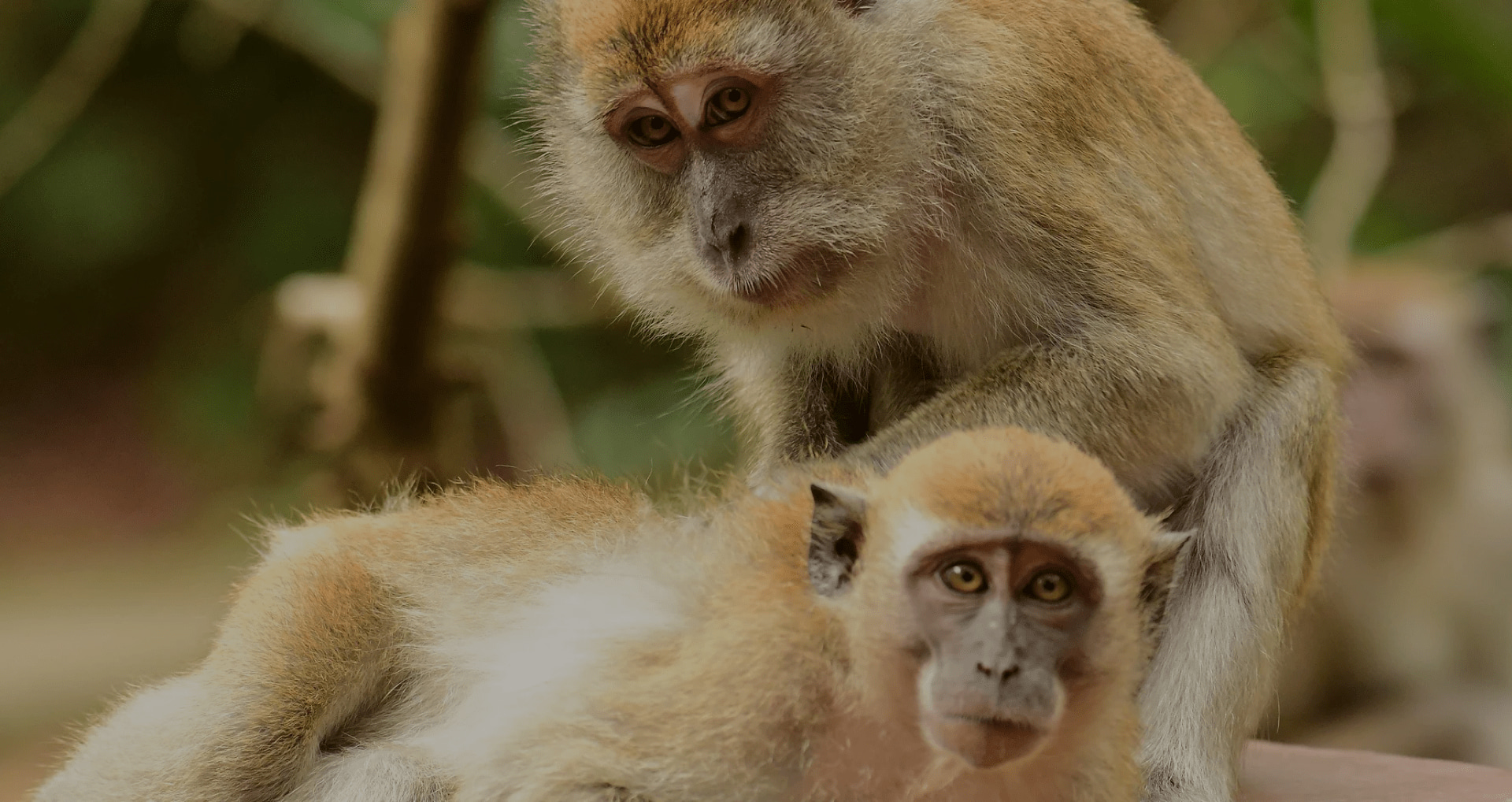 cynomolgus macaques are most commonly used in scientific research